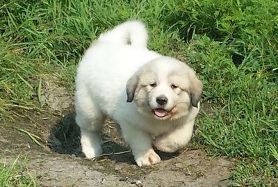 pyrenees dog for sale near me